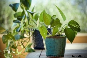 Philodendron Lupinum – Your Ultimate Care Guide