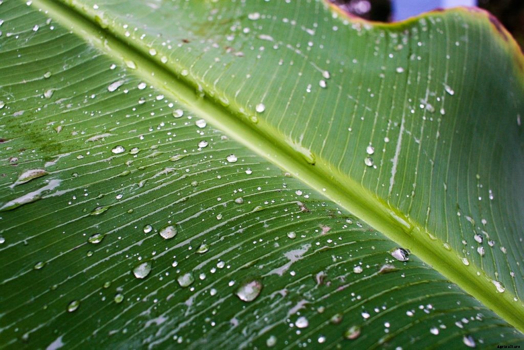 Philodendron Lupinum – Your Ultimate Care Guide