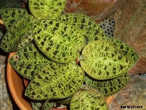 Macodes Petola: The Treasured Jewel Orchid