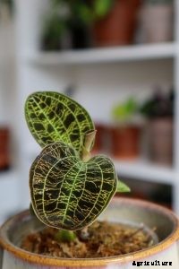 Macodes Petola: The Treasured Jewel Orchid