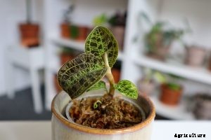 Macodes Petola: The Treasured Jewel Orchid