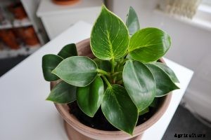 Philodendron Birkin: An Easy-to-Grow Houseplant