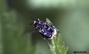 Philodendron Birkin: An Easy-to-Grow Houseplant