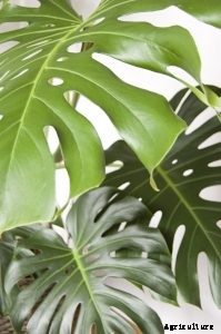 Monstera Thai Constellation: The Showstopper Houseplant