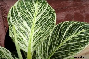 Philodendron Birkin: An Easy-to-Grow Houseplant