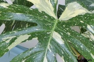 Monstera Thai Constellation: The Showstopper Houseplant