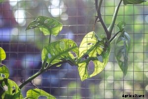 Monstera Thai Constellation: The Showstopper Houseplant