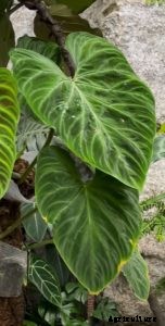 Philodendron Verrucosum: Growing Tips and Tricks