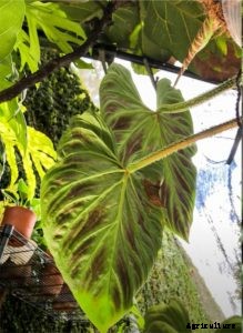 Philodendron Verrucosum: Growing Tips and Tricks