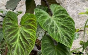 Philodendron Verrucosum: Growing Tips and Tricks