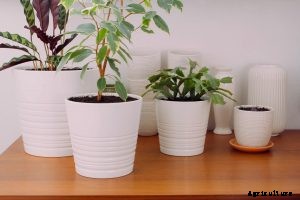 Philodendron Verrucosum: Growing Tips and Tricks