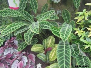 Calathea Zebrina: A Plant for Indoor Gardens