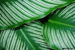 Calathea Zebrina: A Plant for Indoor Gardens