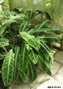 Calathea Zebrina: A Plant for Indoor Gardens