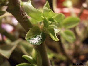 Peperomia Orba: A Waterfall of Greenish-Yellow Teardrops