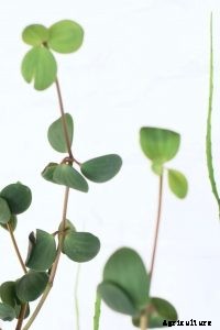 Peperomia Orba: A Waterfall of Greenish-Yellow Teardrops