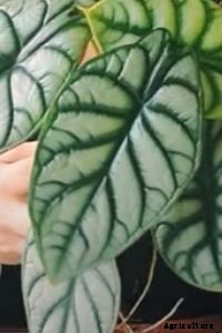 Alocasia Silver Dragon: A Must-Have Beauty for Exotic Plant Lovers