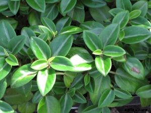 Peperomia Orba: A Waterfall of Greenish-Yellow Teardrops