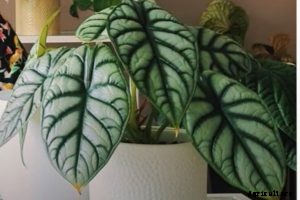 Alocasia Silver Dragon: A Must-Have Beauty for Exotic Plant Lovers