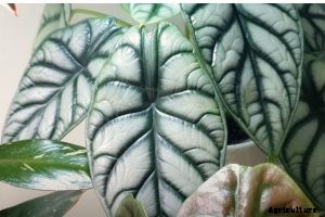 Alocasia Silver Dragon: A Must-Have Beauty for Exotic Plant Lovers