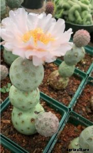 Tephrocactus Geometricus: Extravagant Flowering Balls