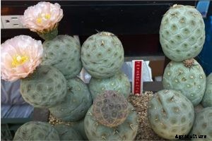 Tephrocactus Geometricus: Extravagant Flowering Balls
