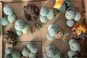 Tephrocactus Geometricus: Extravagant Flowering Balls