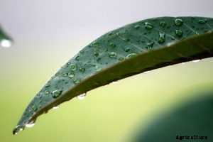 Philodendron Rojo Congo: Shrubby, Burgundy Leaves Beauty