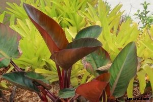 Philodendron Rojo Congo: Shrubby, Burgundy Leaves Beauty