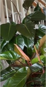 Philodendron Rojo Congo: Shrubby, Burgundy Leaves Beauty