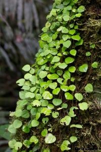 Peperomia Serpens: Learn More About This Graceful Little Vine