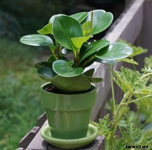 Peperomia Serpens: Learn More About This Graceful Little Vine