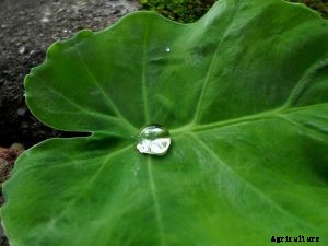 Philodendron Pastazanum: Fall in Love With This Heart-Shaped Creeper