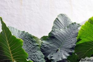 Philodendron Pastazanum: Fall in Love With This Heart-Shaped Creeper