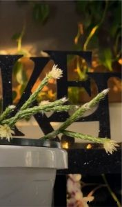 Rhipsalis Pilocarpa: The Fuzzy-Stemmed Hanging Cactus