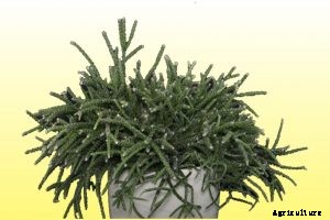 Rhipsalis Pilocarpa: The Fuzzy-Stemmed Hanging Cactus