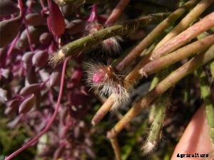 Rhipsalis Pilocarpa: The Fuzzy-Stemmed Hanging Cactus
