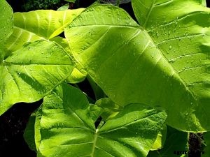 Philodendron Pastazanum: Fall in Love With This Heart-Shaped Creeper