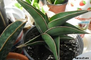 Sansevieria Pinguicula: A Rare and Bizarre Plant That “Walks” on Stilts