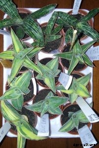 Sansevieria Pinguicula: A Rare and Bizarre Plant That “Walks” on Stilts
