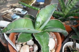 Sansevieria Pinguicula: A Rare and Bizarre Plant That “Walks” on Stilts
