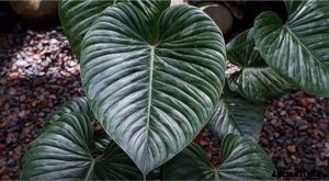 Philodendron Sodiroi: Growing the Rare Silver-Leaf Philodendron