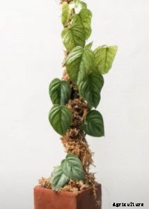 Philodendron Sodiroi: Growing the Rare Silver-Leaf Philodendron