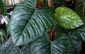 Philodendron Sodiroi: Growing the Rare Silver-Leaf Philodendron