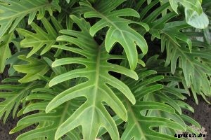 Philodendron Mayoi: An Exotic Philodendron With a Palm Tree Vibe
