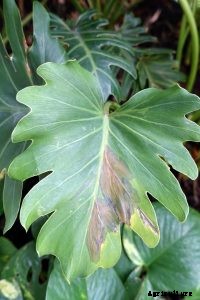 Philodendron Mayoi: An Exotic Philodendron With a Palm Tree Vibe