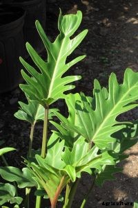 Philodendron Mayoi: An Exotic Philodendron With a Palm Tree Vibe