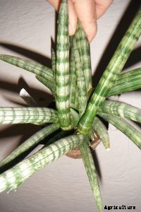 Sansevieria Stuckyi: How To Grow the Elephant Tusks Plant