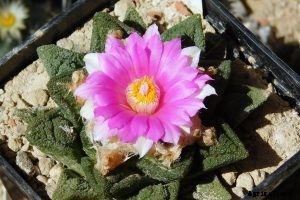 Ariocarpus Fissuratus: How To Grow the Strange Living Rock Cactus