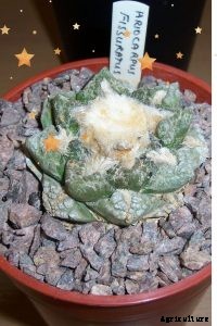 Ariocarpus Fissuratus: How To Grow the Strange Living Rock Cactus